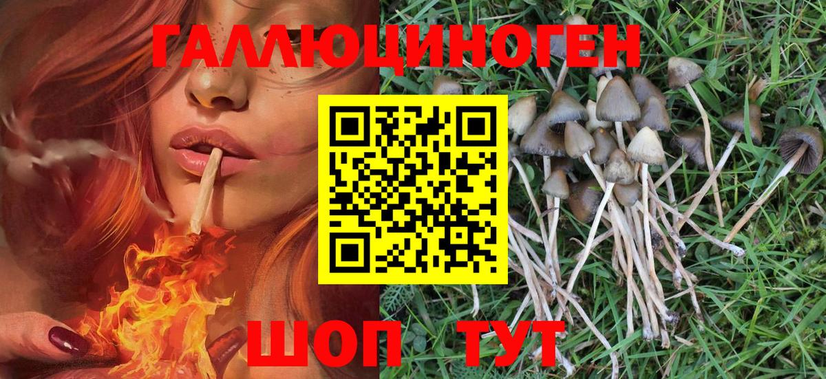 Галлюциногенные грибы Psilocybine cubensis  Куйбышев  продажа наркотиков  Галлюциногенные грибы ЛСД 